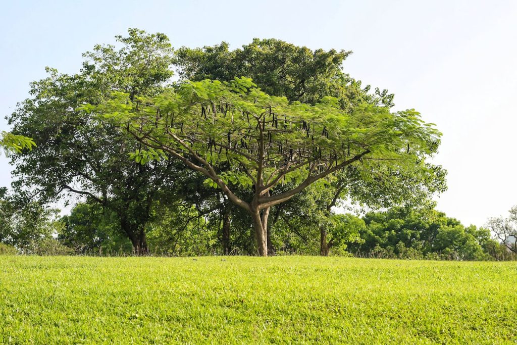 Manfaat Belajar Mengenal Jenis Jenis Pohon Di Sekitar Rumah Lebih Dari Sekadar Botani