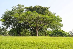 Manfaat Belajar Mengenal Jenis Jenis Pohon Di Sekitar Rumah Lebih Dari Sekadar Botani