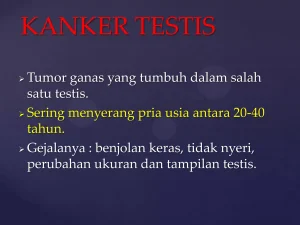 Risiko Kanker Testis Pada Pria Muda Memahami Mengenali Dan Bertindak