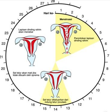 Kapan Masa Subur Wanita Setelah Haid Selesai