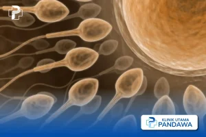 Kenapa Sperma Keluar Lagi Setelah Berhubungan