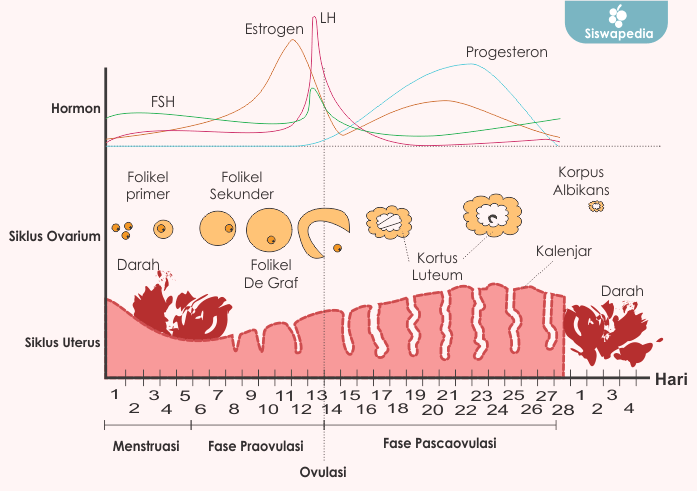 Pentingnya Memahami Siklus Menstruasi Pascamelahirkan